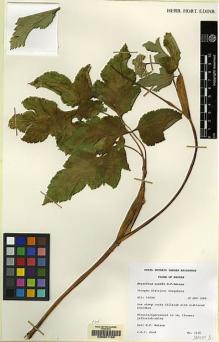 Type specimen at Edinburgh (E). Wood, John: 7315. Barcode: E00041150.