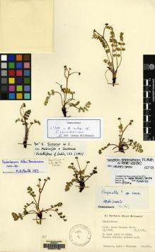 Type specimen at Edinburgh (E). Stainton, John; Sykes, William; Williams, Leonard: 3591. Barcode: E00041760.
