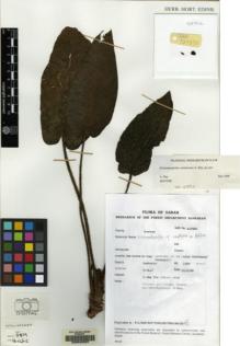 Type specimen at Edinburgh (E). Mantor, Asik: SAN 127890. Barcode: E00042257.