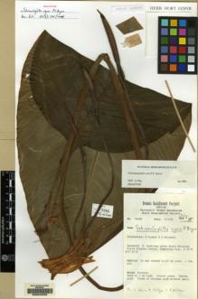 Type specimen at Edinburgh (E). Argent, George; Mitchell, David: 91203. Barcode: E00042263.