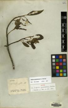 Type specimen at Edinburgh (E). Schomburgk, Robert: 283. Barcode: E00042270.