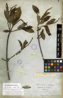 Type specimen at Edinburgh (E). Schomburgk, Robert: 283. Barcode: E00042271.