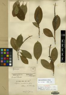 Type specimen at Edinburgh (E). Jenman, George: 7682. Barcode: E00042276.