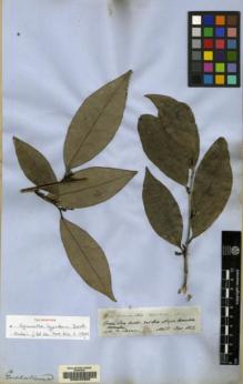 Type specimen at Edinburgh (E). Spruce, Richard: 2806. Barcode: E00042309.