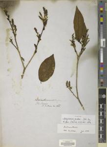 Type specimen at Edinburgh (E). Gardner, George: 166. Barcode: E00042310.