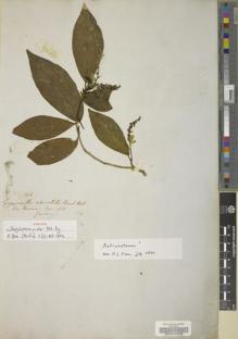 Type specimen at Edinburgh (E). Gardner, George: 166. Barcode: E00042312.
