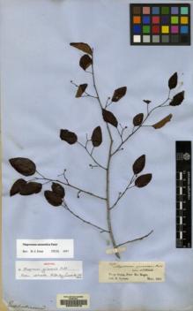 Type specimen at Edinburgh (E). Spruce, Richard: 1475. Barcode: E00042316.
