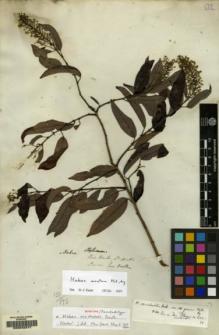 Type specimen at Edinburgh (E). Purdie, William: . Barcode: E00042317.