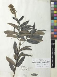 Type specimen at Edinburgh (E). Purdie, William: . Barcode: E00042318.
