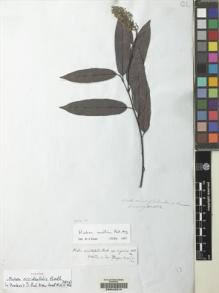 Type specimen at Edinburgh (E). Cuming, Hugh: 1102. Barcode: E00042319.
