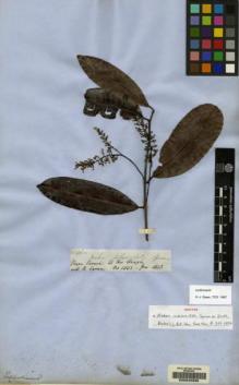 Type specimen at Edinburgh (E). Spruce, Richard: 2500. Barcode: E00042335.