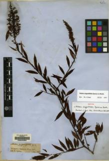 Type specimen at Edinburgh (E). Spruce, Richard: . Barcode: E00042359.