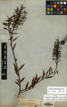 Type specimen at Edinburgh (E). Spruce, Richard: . Barcode: E00042360.