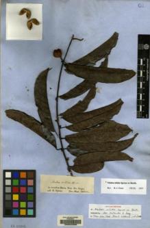 Type specimen at Edinburgh (E). Spruce, Richard: . Barcode: E00042368.