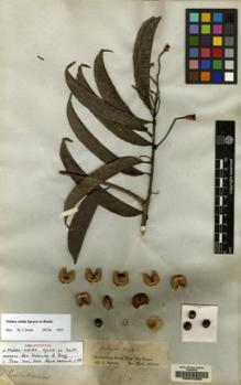 Type specimen at Edinburgh (E). Spruce, Richard: . Barcode: E00042369.