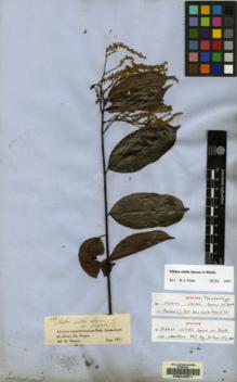 Type specimen at Edinburgh (E). Spruce, Richard: 1753. Barcode: E00042371.