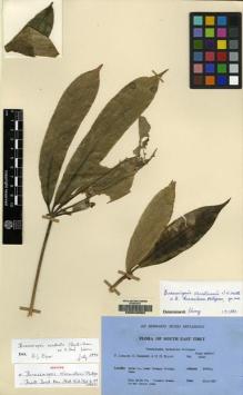 Type specimen at Edinburgh (E). Ludlow, Frank; Sherriff, George; Elliot, H.: 12244. Barcode: E00042502.