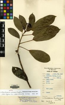 Type specimen at Edinburgh (E). Yu, Tse-tsun: 20382. Barcode: E00042540.