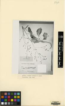 Type specimen at Edinburgh (E). Grossheim, Alexander: . Barcode: E00042607.
