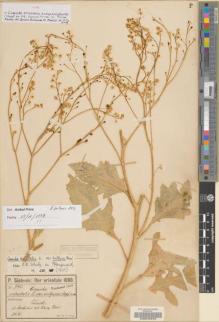 Type specimen at Edinburgh (E). Sintenis, Paul: 743. Barcode: E00042642.