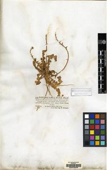 Type specimen at Edinburgh (E). Schimper, Wilhelm: 244. Barcode: E00043030.