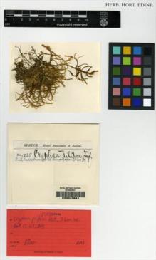 Type specimen at Edinburgh (E). Spruce, Richard: 1288. Barcode: E00043641.