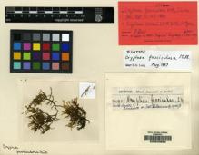 Type specimen at Edinburgh (E). Spruce, Richard: 1286. Barcode: E00043684.