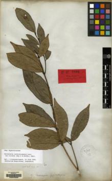 Type specimen at Edinburgh (E). Wallich, Nathaniel: 7977. Barcode: E00043889.