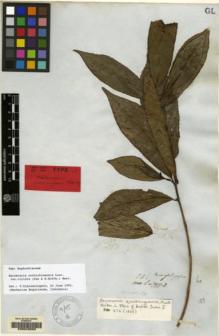 Type specimen at Edinburgh (E). Wallich, Nathaniel: 7977B. Barcode: E00043893.