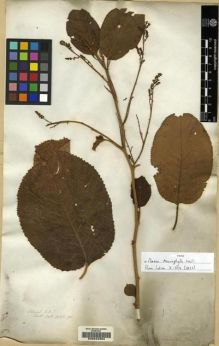 Type specimen at Edinburgh (E). Wallich, Nathaniel: 2325A. Barcode: E00044294.