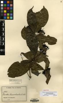 Type specimen at Edinburgh (E). Zenker, Georg: 3017. Barcode: E00045168.