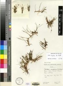 Type specimen at Edinburgh (E). Hilliard, Olive; Burtt, Brian: 9666. Barcode: E00045253.