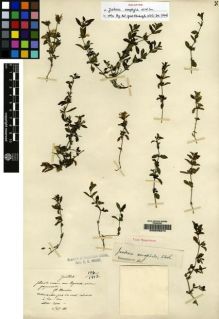 Type specimen at Edinburgh (E). Maire, Edouard-Ernest: 196. Barcode: E00045274.