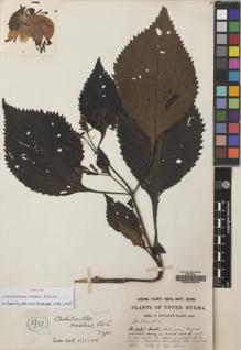 Type specimen at Edinburgh (E). Kingdon-Ward, Francis: 1911. Barcode: E00045278.