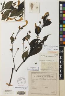 Type specimen at Edinburgh (E). Esquirol, Joseph: 722. Barcode: E00045279.