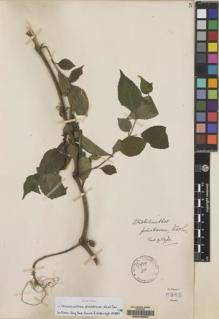 Type specimen at Edinburgh (E). Forrest, George: 8385. Barcode: E00045283.