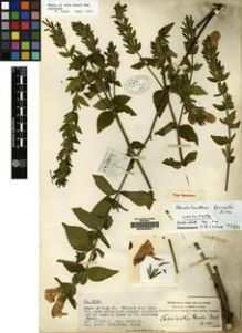 Type specimen at Edinburgh (E). Forrest, George: 2760. Barcode: E00045291.