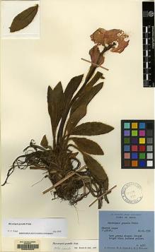 Type specimen at Edinburgh (E). Polunin, Oleg; Sykes, William; Williams, Leonard: 4371. Barcode: E00045322.