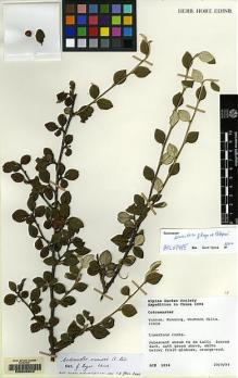 Type specimen at Edinburgh (E). AGS Expedition to China (1994): 1034. Barcode: E00045842.