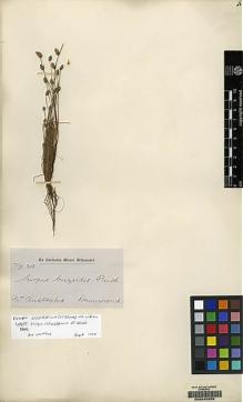 Type specimen at Edinburgh (E). Drummond, James: 919. Barcode: E00045959.