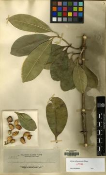 Type specimen at Edinburgh (E). Elmer, Adolph: 12137A. Barcode: E00046168.