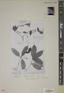 Type specimen at Edinburgh (E). Hooker, Joseph; Thomson, Thomas: 882. Barcode: E00046194.