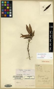 Type specimen at Edinburgh (E). Cavalerie, Pierre: 1871. Barcode: E00046202.