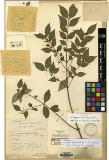 Type specimen at Edinburgh (E). Bodinier, Emile: 2455. Barcode: E00046483.
