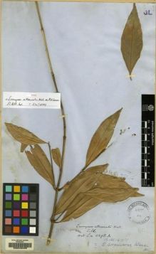 Type specimen at Edinburgh (E). Wallich, Nathaniel: 4298.A. Barcode: E00046485.