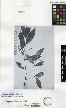Type specimen at Edinburgh (E). Wallich, Nathaniel: 4290. Barcode: E00046649.