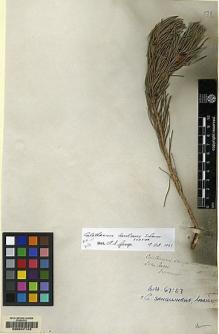 Type specimen at Edinburgh (E). Drummond, James: . Barcode: E00047143.