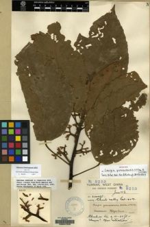 Type specimen at Edinburgh (E). Forrest, George: 8253. Barcode: E00047225.