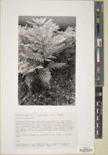 Type specimen at Edinburgh (E). : 27053. Barcode: E00047300.