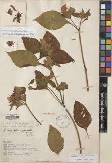 Type specimen at Edinburgh (E). Forrest, George: 4549. Barcode: E00047309.
